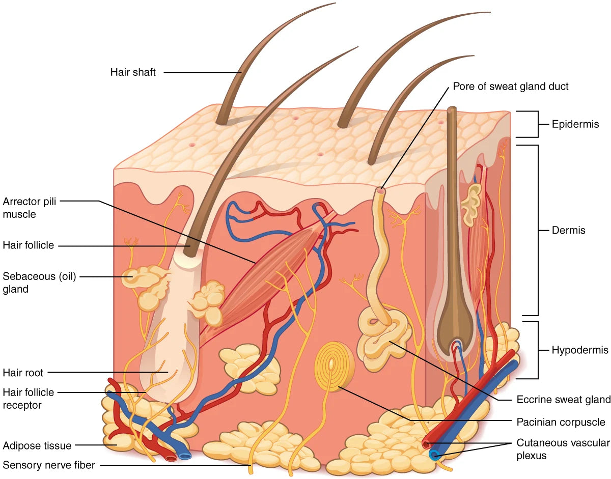 Find the outer epidermis and the dermis beneath it. This locates the surface barrier within the skin.